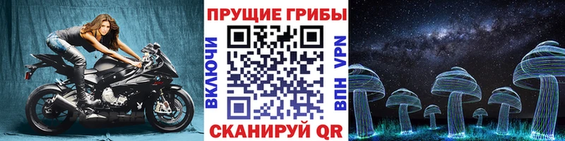 Псилоцибиновые грибы Psilocybe  Горно-Алтайск 